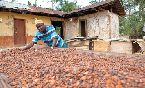 A cocoa farmer drying cocoa beans
