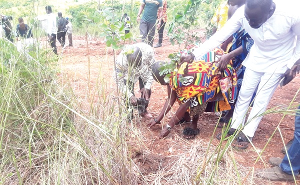 Nana Apata Kofi, Chief of Gomoa Pomadze, planting a tree at the sod-cutting event