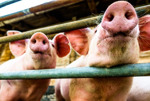 Scientists celebrate as pig kidney continues to function in human body a month after transplant