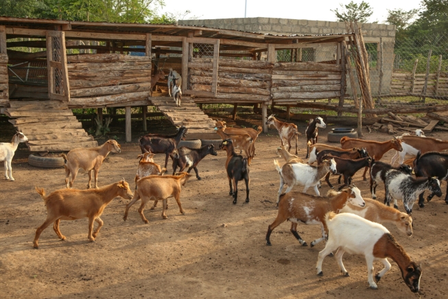Berekum and the goat taboo and how a quit order is affecting a GH¢5 million investment by Semanhyia Farms [VIDEO]