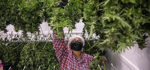 Thailand 's cannabis 