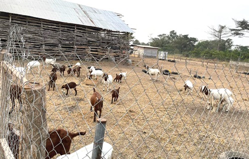 Portion of the goat ranch which has generated controversy