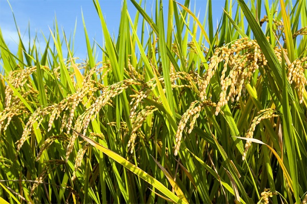 File Photo: International seminar on grains held at Somanya