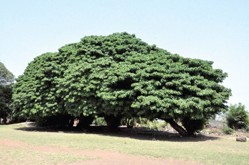 Torkor Atorlia