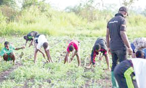 Some students working on a school agric demonstration farm
