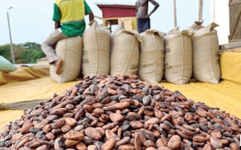 Dried cocoa beans ready to be carted to the port