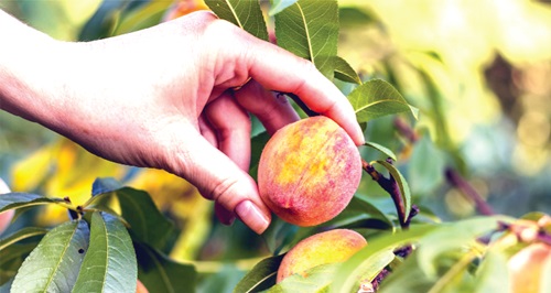 When you admire how a fruit looks during its harvest season, remember it was once only a seed
