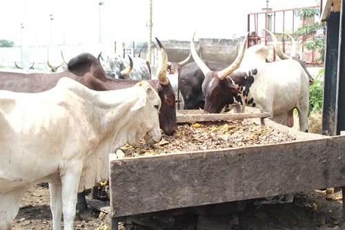 Cattle brought to livestock market in Tamale for sale