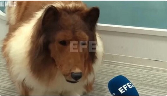 (VIDEO)The Japanese man who spent a fortune to become a dog has done his first interview in costume