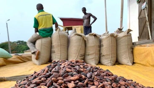 Weather affects cocoa production in Ghana, Cote d’Ivoire