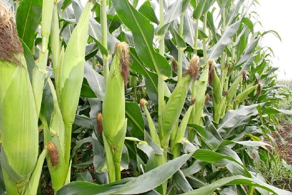 File photo: Court dismisses injunction against approval of 14 GMO products in Ghana