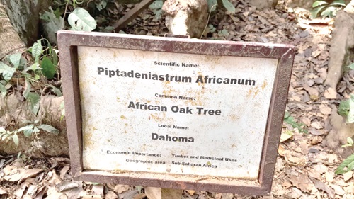The scientific name of the fishing canoe tree