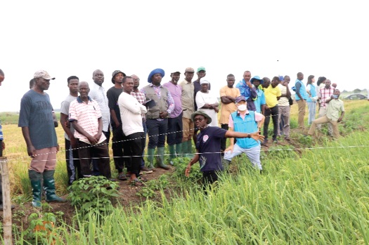 Dr Maxwell Darko Asante (with hands stretched), Chief Research Scientist of the Crop Research Institute, explaining a process to the farmers.