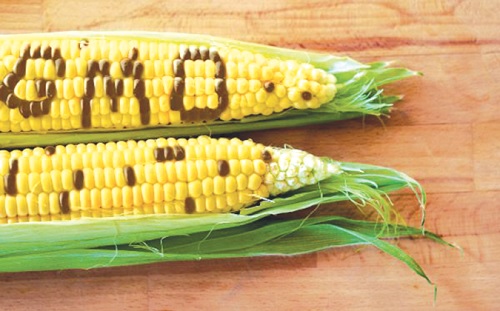 Ghana has approved the commercialisation of 14 new GMO crops