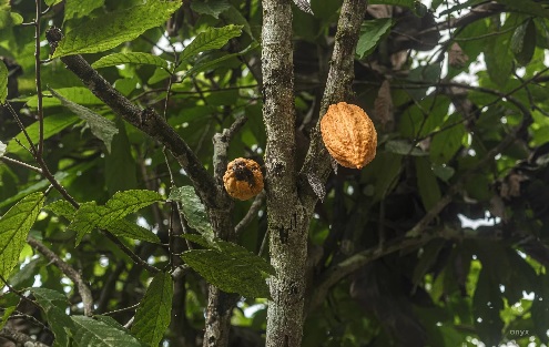 Ghana to expand cocoa rehabilitation with $200m World Bank loan