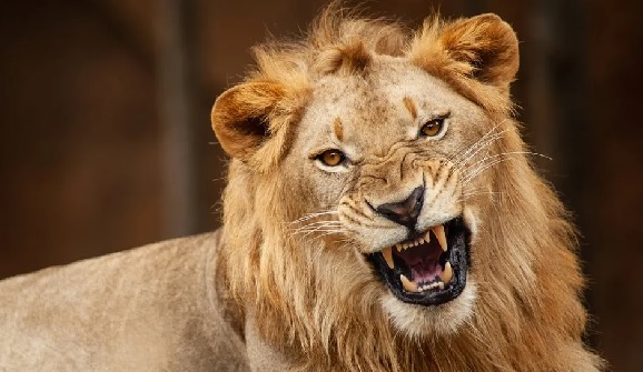 Olabode Olawuyi, a veterinarian technologist, had been taking care of the university's lions for nine years (file photo)
