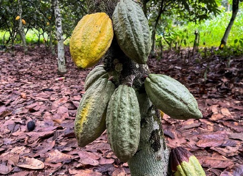 Persistent dry, hot weather worries Ivory Coast cocoa farmers