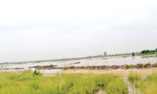 The flooded rice field at Mepe-Adudornu