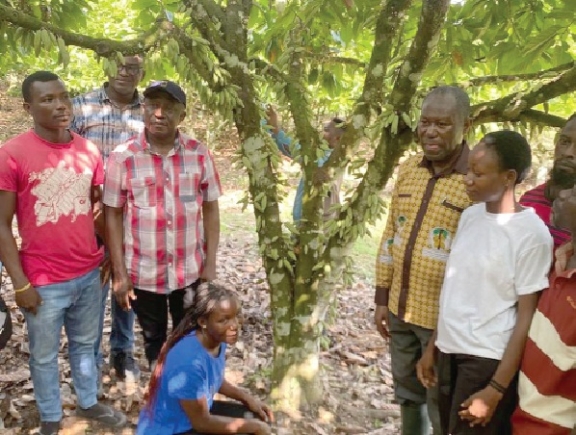 Cocoa producer  price up next season — Farmers urged to increase yields