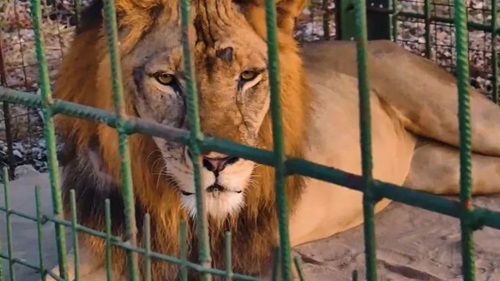 Tanzanian president names 'troublesome' lion after opposition leader