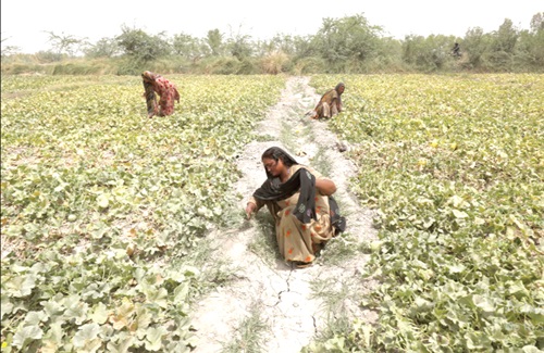 Women play critical role in fighting climate change 