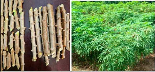  Two node cuttings versus farmers’ cuttings, Cassava field established with two node cutting