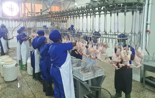 Workers processing broilers at facilities of some anchor farmers in the Ashanti Region