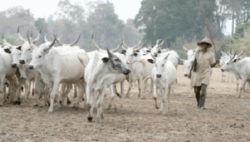 Some herds of cattle that cause clashes between crop farmers and herdsmen