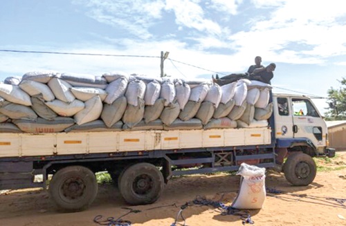  The impounded bags of cocoa 