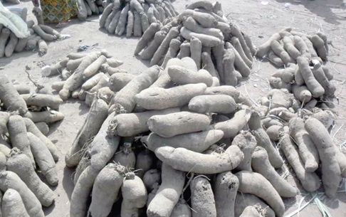 Tubers of yam at the Maame Krobo Market in the Afram Plains South District