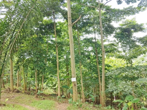 A canopy of trees on the reclaimed land. The species include Wawa, Framo and other indigenous trees A canopy of trees on the reclaimed land. The species include Wawa, Framo and other indigenous trees