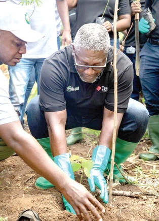 Daniel Wilson Addo, Managing Director of the Consolidated Bank Ghana, planting one of the tree seedlings at the Hweehwee community