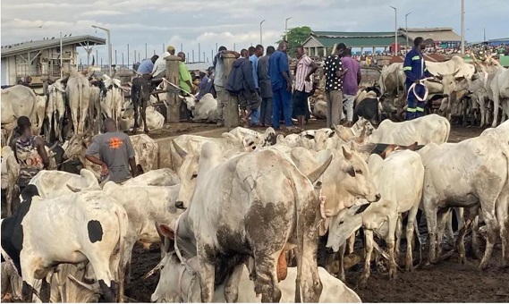 See how Eid-ul-Adha celebrations left bull and ram prices soaring 