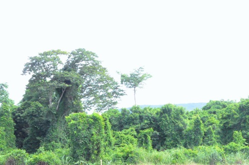 A section of the sacred forest