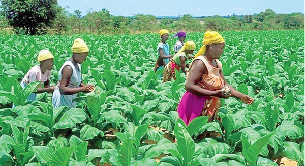 Women in agric require greater attention to harness their full potential