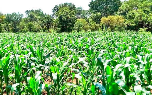 Reverting the Departments of Agriculture to the Ministry of Food and Agriculture will enhance the agricultural sector