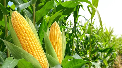 Corn is rich in iron