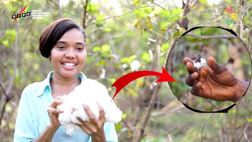 A bundle of cotton harvested during the test-run plantation