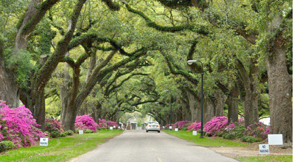 Inside the Houston Zoo