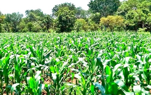 Decentralising agric mustn’t affect productivity adversely