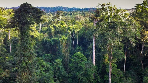Forests keep us alive; let’s protect them