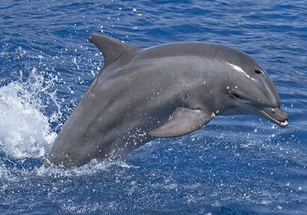 File photo: Dolphin diving out of the sea