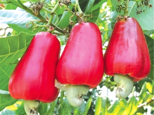 Illegal cashew buyers busted as regulators crack down in West Gonja