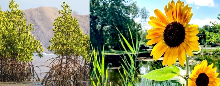 Peaceful coexistence —Mangrove &amp; sunflower!