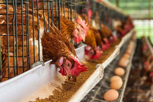 Antimicrobial resistance:  Farmer field school initiative