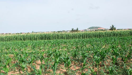One of the Weija irrigation farms