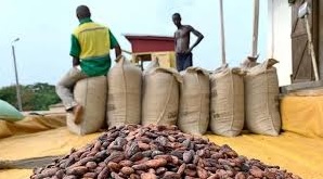 Ghana expects 2024/25 cocoa production resurgence