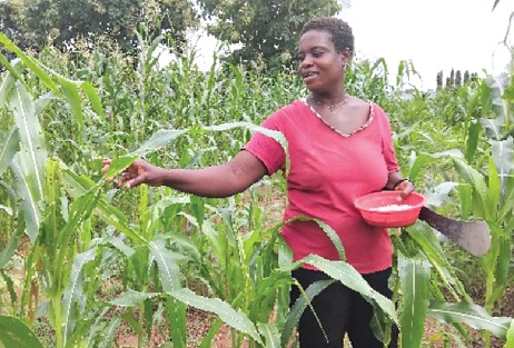 Bernice Sokowan illustrating symptoms of fall army worms in Dambai