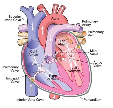 Empowering Ghanaians to improve cardiovascular health