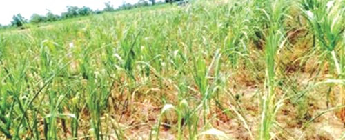 A drought-devastated maize field